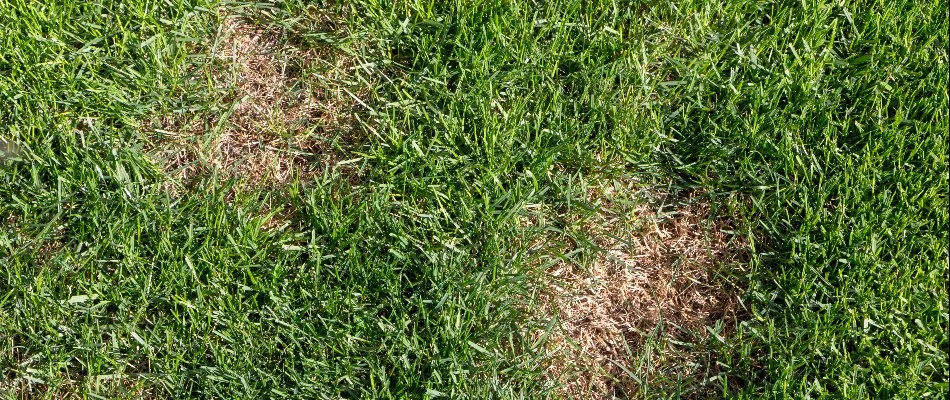 Brown patch disease on a lawn in Charlotte, NC.