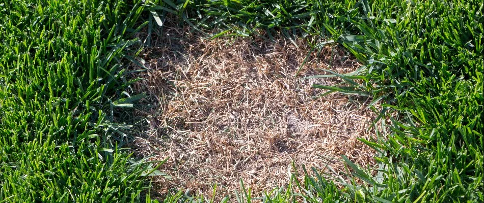 A lawn in Charlotte, NC, with dollar spot. 