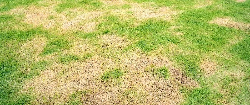 Lawn in Charlotte, NC, infected with brown patch.