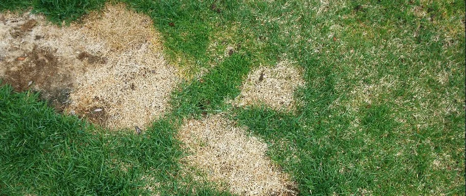 Spring dead spot on a lawn in Charlotte, NC.