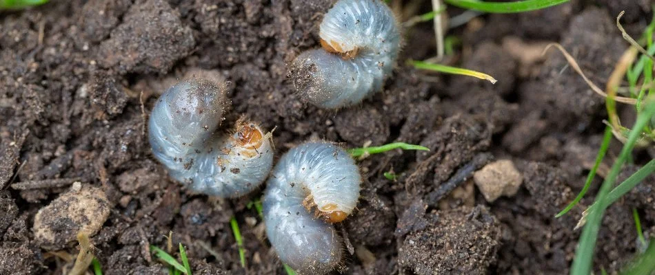 Grubs in the soil on a lawn in Charlotte, NC.