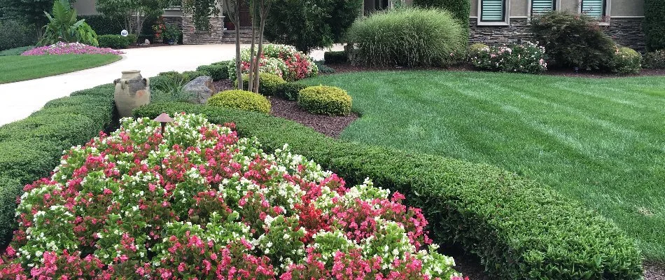 Well-maintained shrubs and plants in Charlotte, NC.