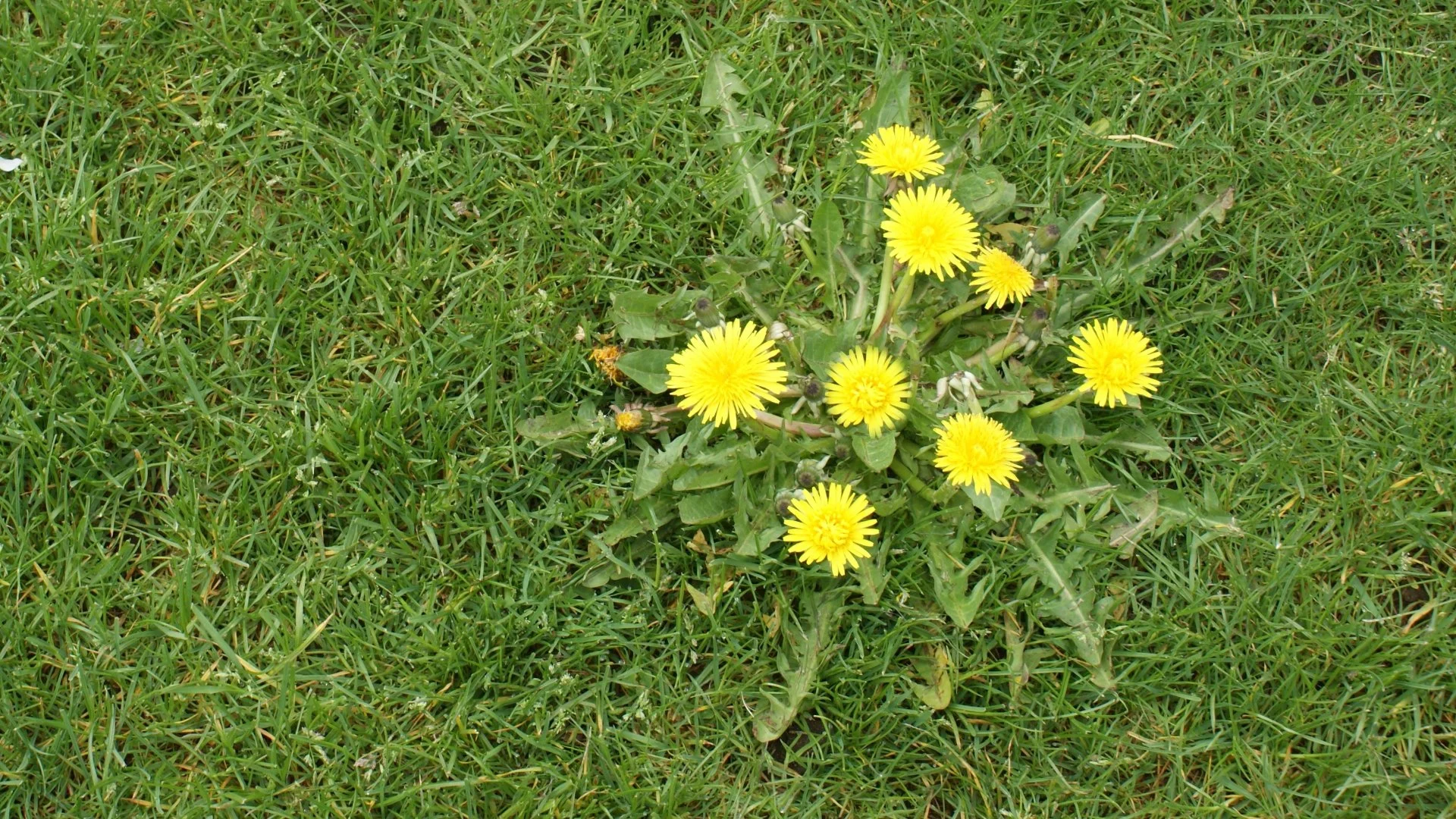 Using Pre- & Post-Emergent Weed Control Is Necessary for a Weed-Free Lawn