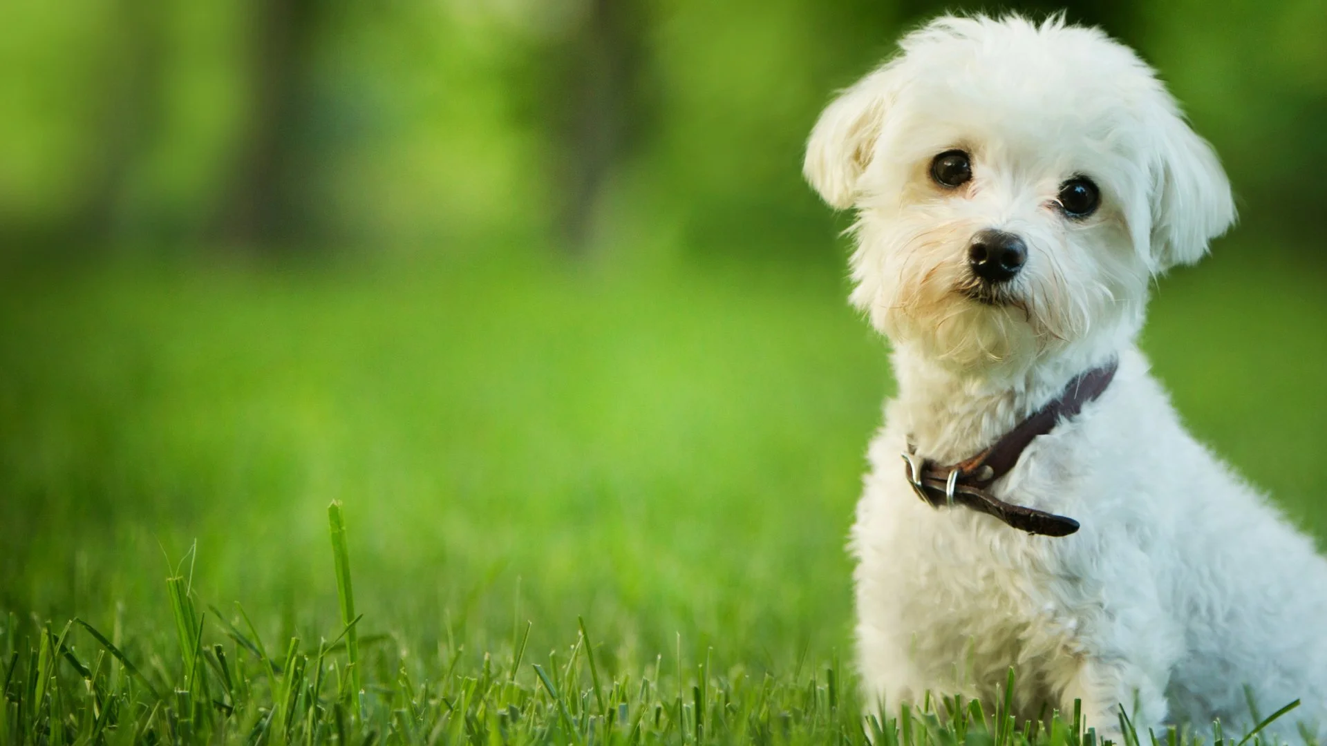 Fertilizer Treatments Won’t Pose Harm to Your Pets if You Take Precautions