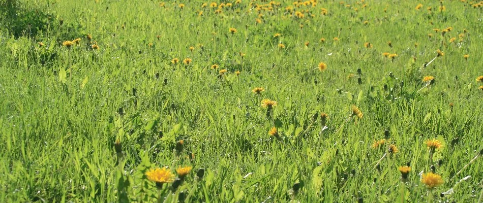 Dandelions spread across a lawn in Charlotte, NC.