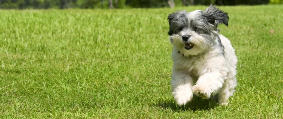 Dog running on green grass in Charlotte, NC.