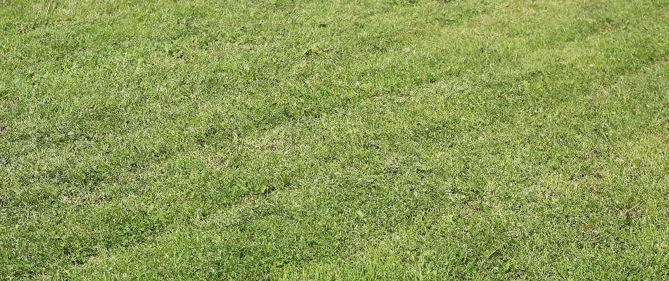 Faint ruts on a lawn in Charlotte, NC.