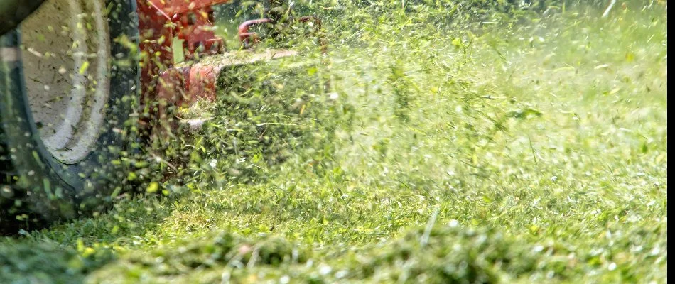 Grass clippings while mowing a lawn in Charlotte, NC.