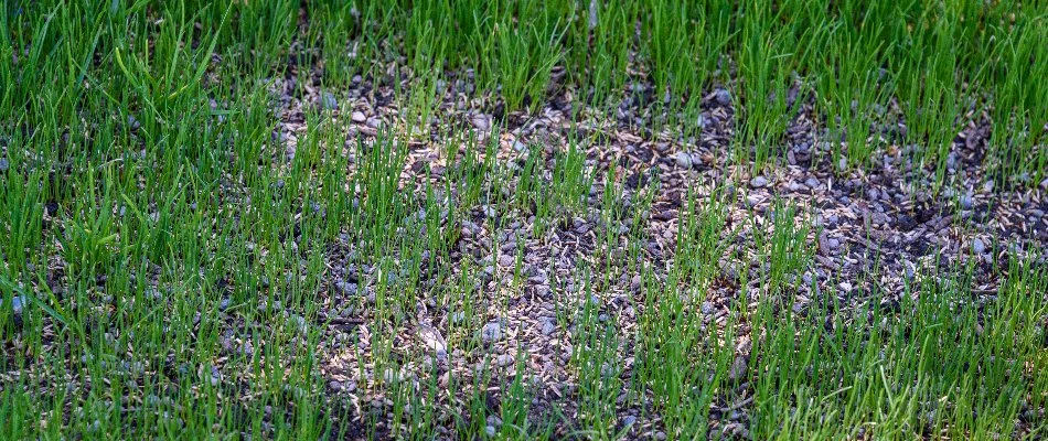 Grass seeds on the soil in a patchy lawn in Charlotte, NC.