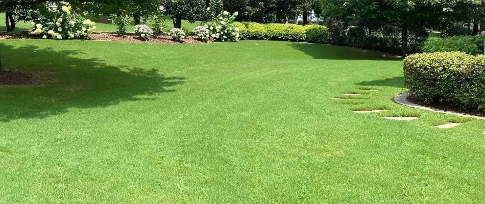 Green grass in the sunlight in Charlotte, NC, with surrounding plants.
