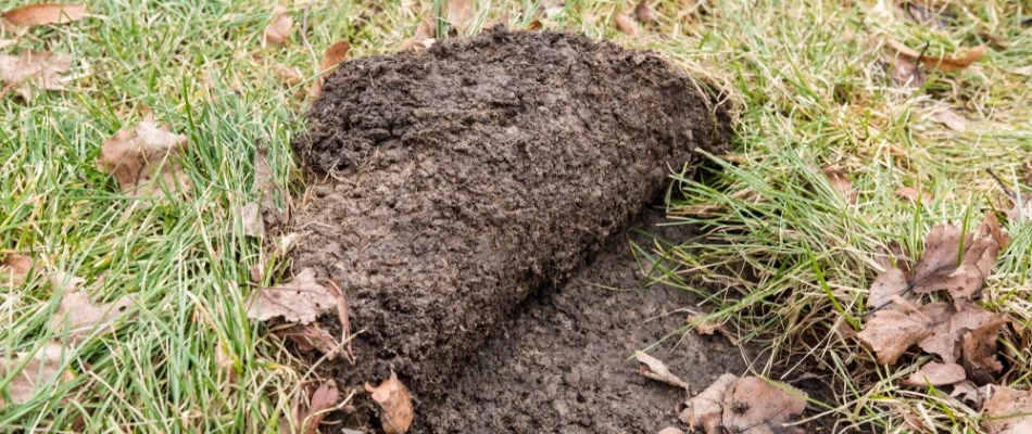 A lawn in Charlotte, NC, with grub damage.