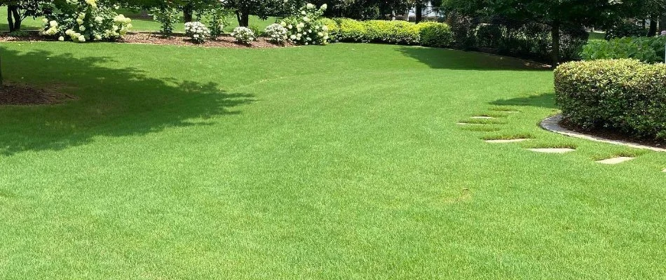 Lush, green grass and plants in Charlotte, NC.
