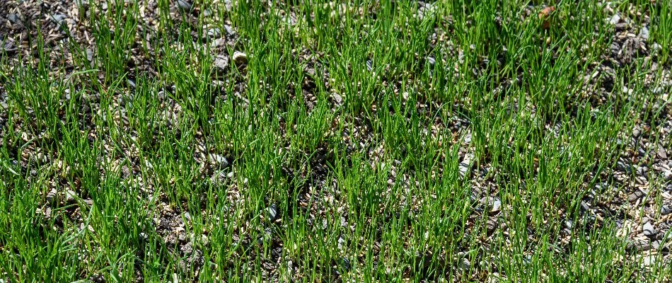 Patchy lawn in Charlotte, NC, with grass seeds after overseeding.