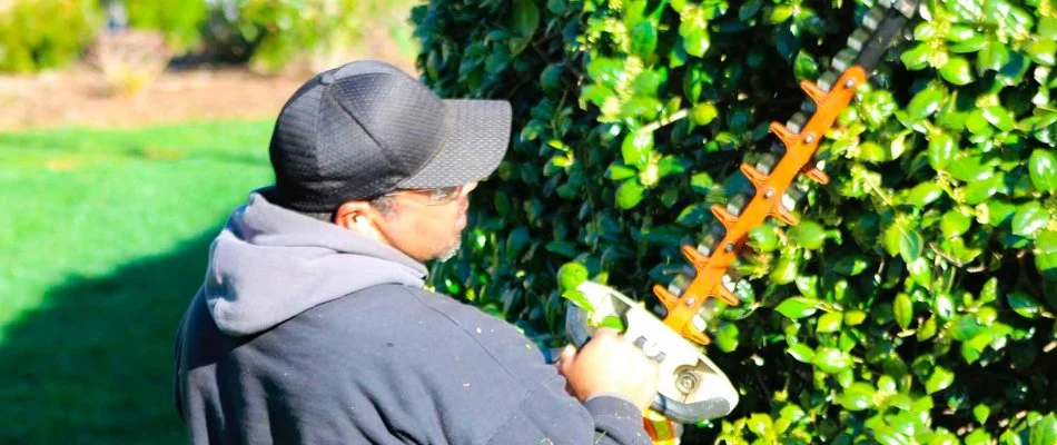 Professional trimming a shrub in Charlotte, NC.