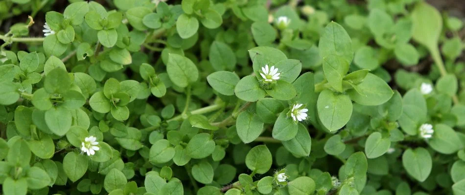 White flowers of a chickweed in Charlotte, NC.