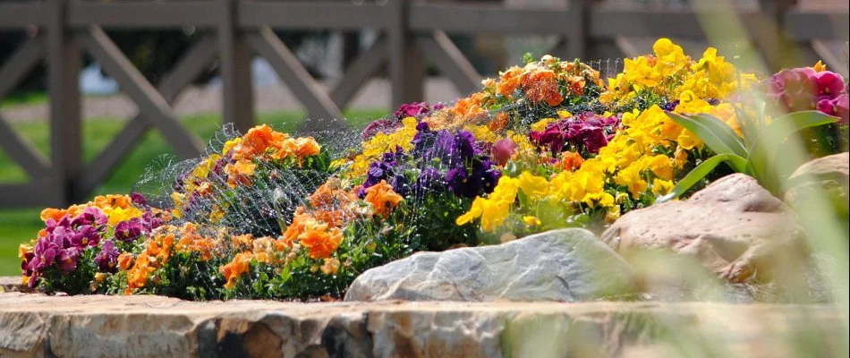 Annual flowers in a landscape bed in Charlotte, NC.