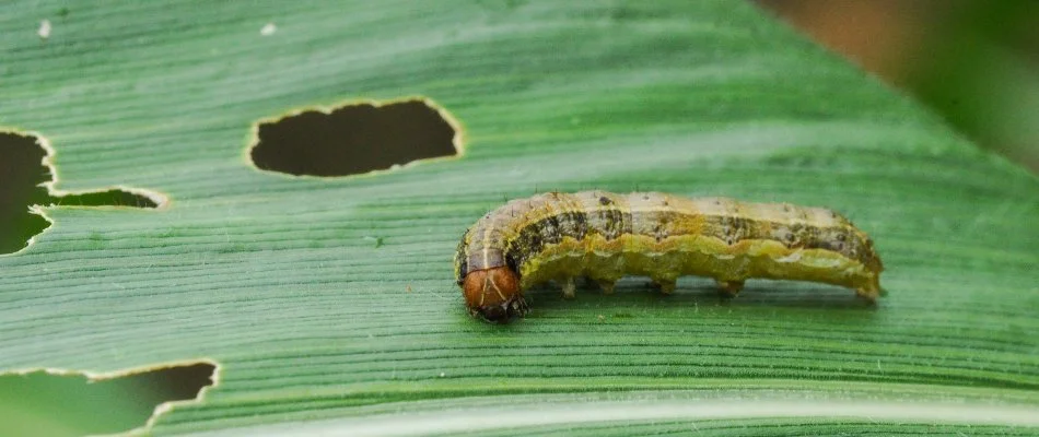 Armyworm on a damaged grass blade in Charlotte, NC.