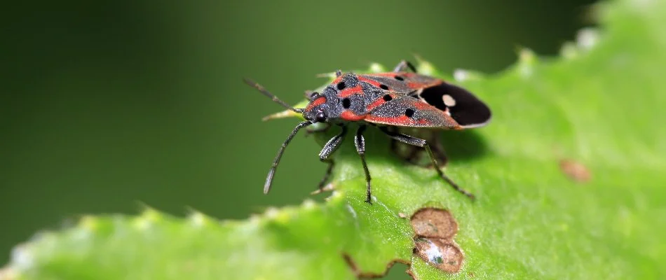 Chinch bug feeding on a plant leaf in Charlotte, NC.