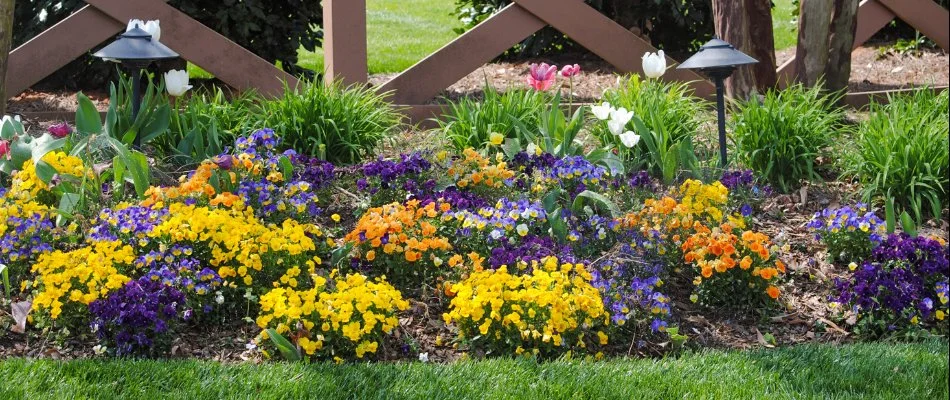 Colorful flowers on a landscape bed in Fort Mill, SC.