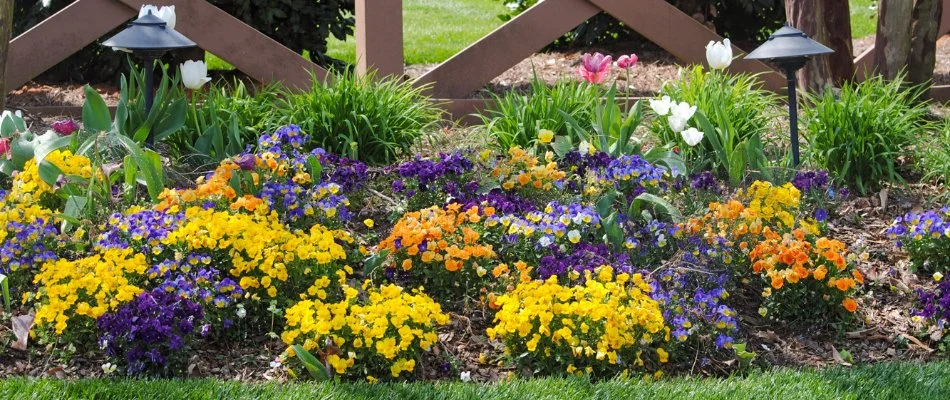 Colorful flowers on a landscape in Davidson, NC.