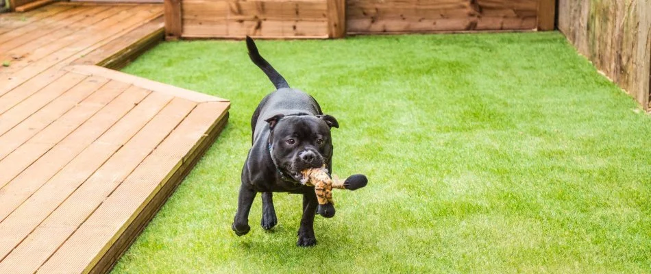 Dog playing on artificial turf in Charlotte, NC.