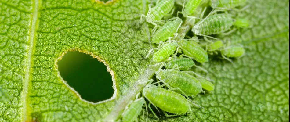 Green aphids on a plant leaf in Charlotte, NC.
