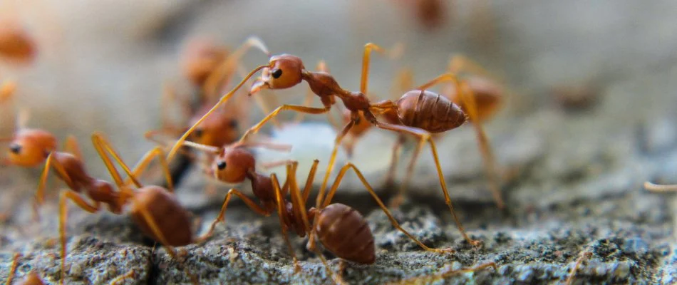 A group of fire ants in Charlotte, NC.