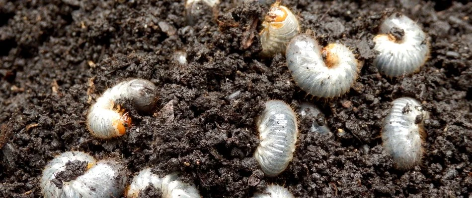 A group of grubs in the soil in Charlotte, NC.