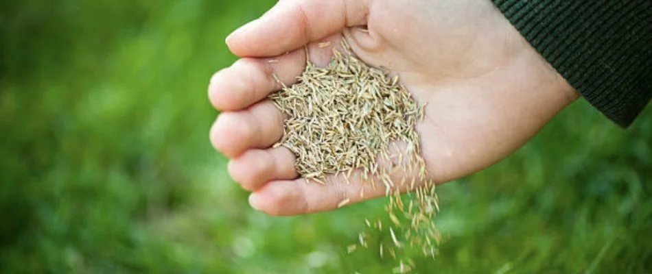 Person holding grass seeds.