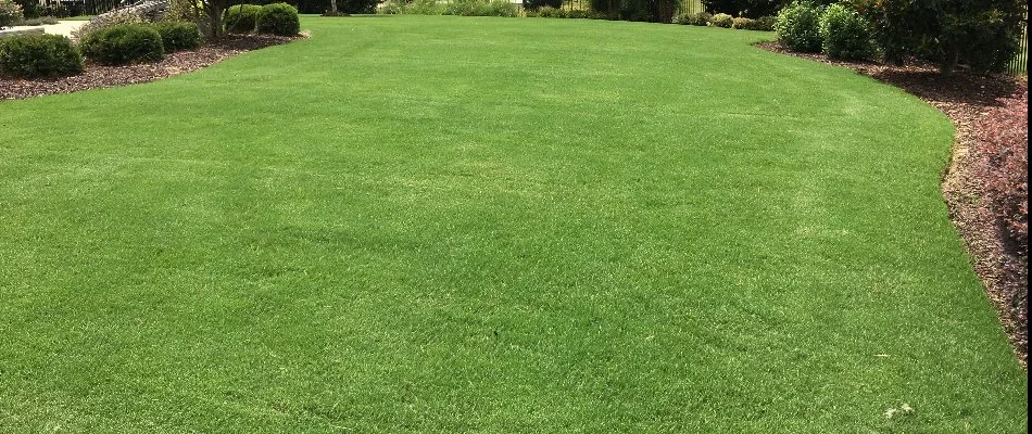 A healthy, green lawn.