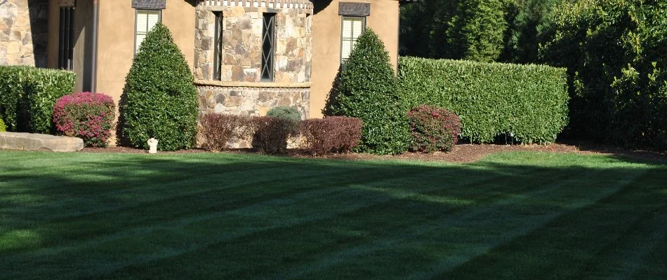 Healthy and trimmed shrubs on a landscape in Davidson, NC, beside a green lawn.