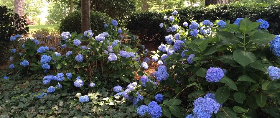 Purple hydrangeas in a landscape bed in Harrisburg, NC.