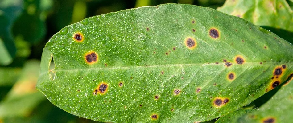 Leaf spot disease on a shrub leaf in Charlotte, NC.