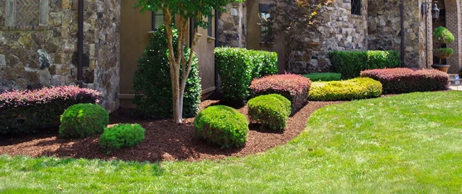 Neat and trimmed shrubs on a landscape bed in Mint Hill, NC