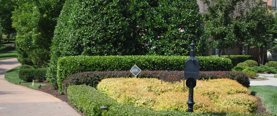 Neatly trimmed trees and shrubs in Huntersville, NC.