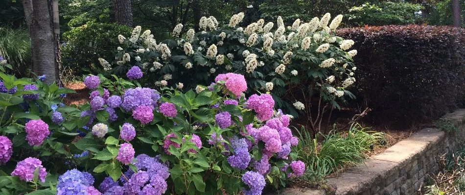 White and purple flowers on landscaping in Pineville, NC.