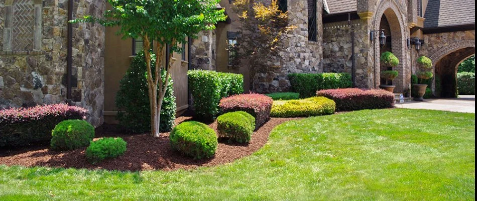 Trimmed shrubs and ornamental trees with mulch in a landscape bed.