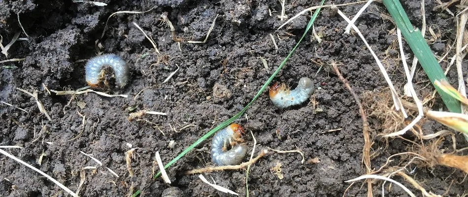 White grubs on the ground in Charlotte, NC.